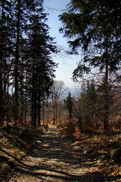 Bukovec zo Švedlára (Volovské vrchy)