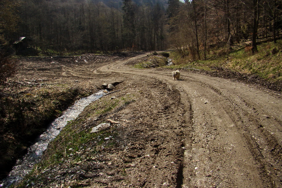 Bukovec zo Švedlára (Volovské vrchy)