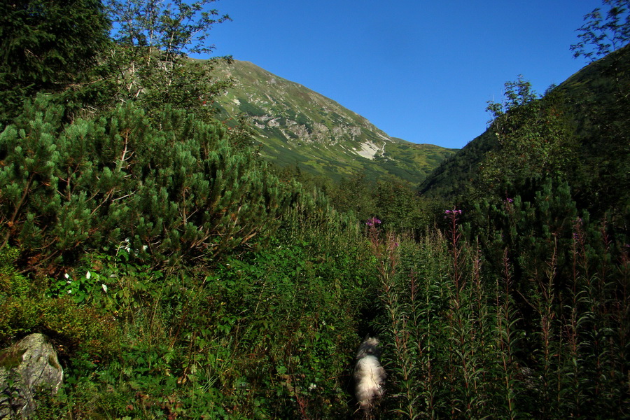 Bystrá z Podbanského (Západné Tatry)