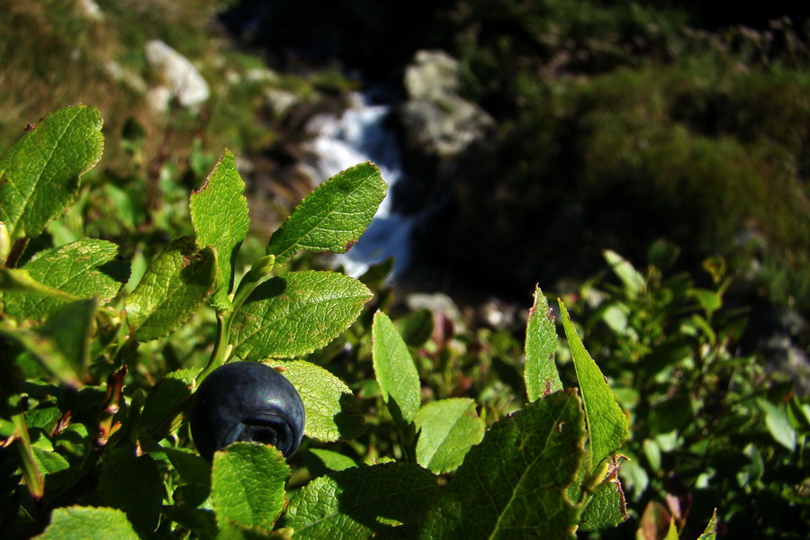 Bystrá z Podbanského (Západné Tatry)