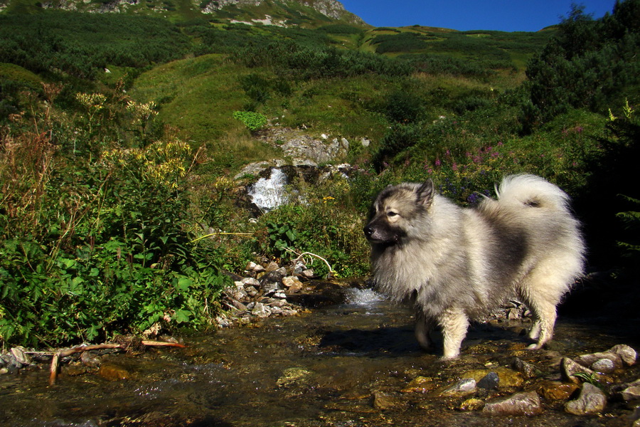 Bystrá z Podbanského (Západné Tatry)