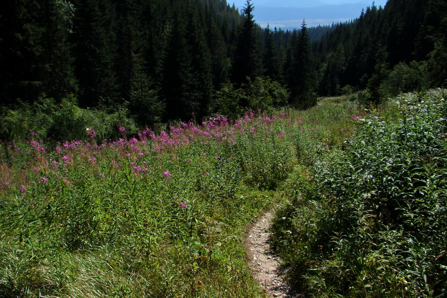 Bystrá z Podbanského (Západné Tatry)