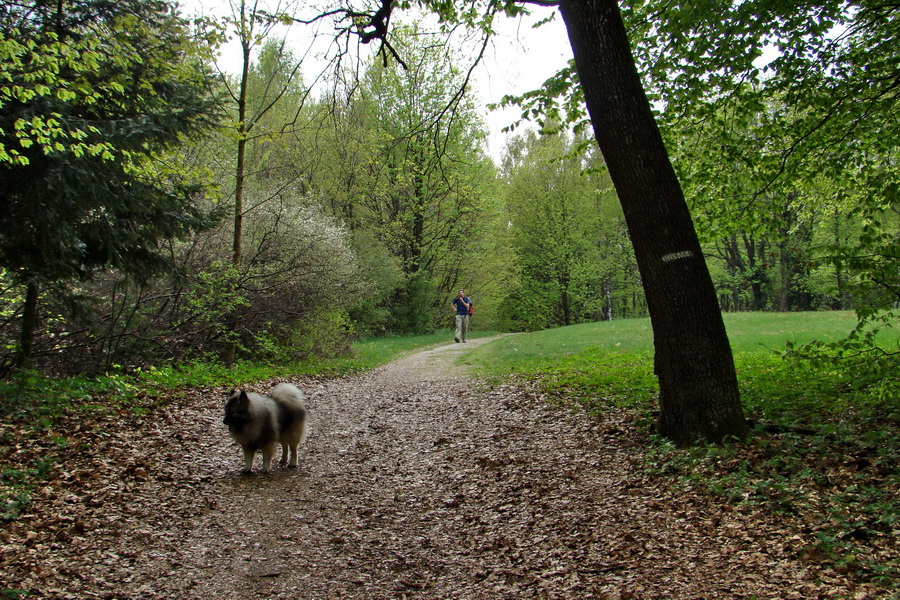 Dedinky - Košice 3 deň (Volovské vrchy)