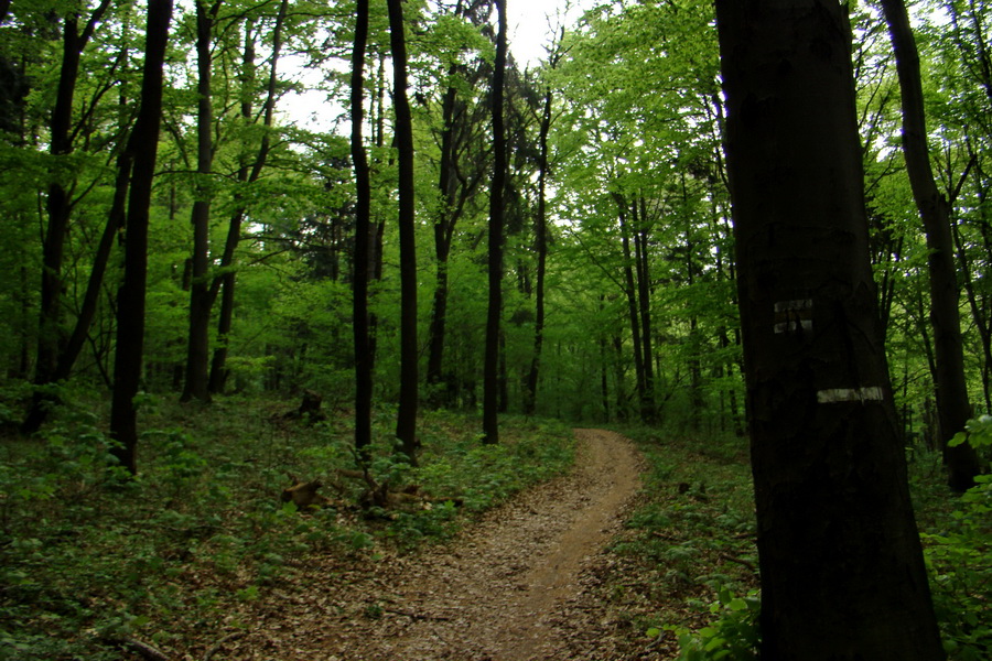 Dedinky - Košice 3 deň (Volovské vrchy)