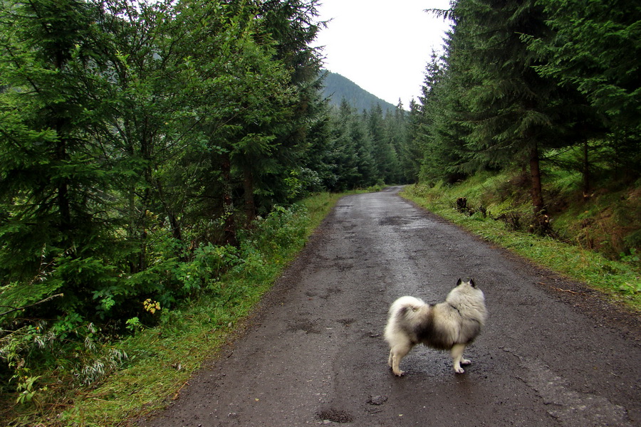 Ďumbier z Jánskej doliny (Nízke Tatry)