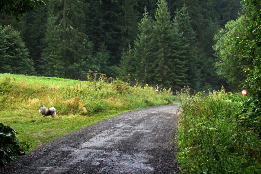 Ďumbier z Jánskej doliny (Nízke Tatry)