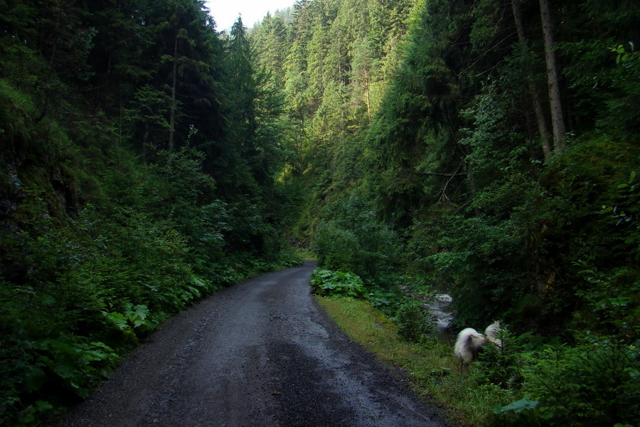 Ďumbier z Jánskej doliny (Nízke Tatry)