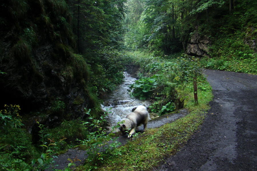 Ďumbier z Jánskej doliny (Nízke Tatry)