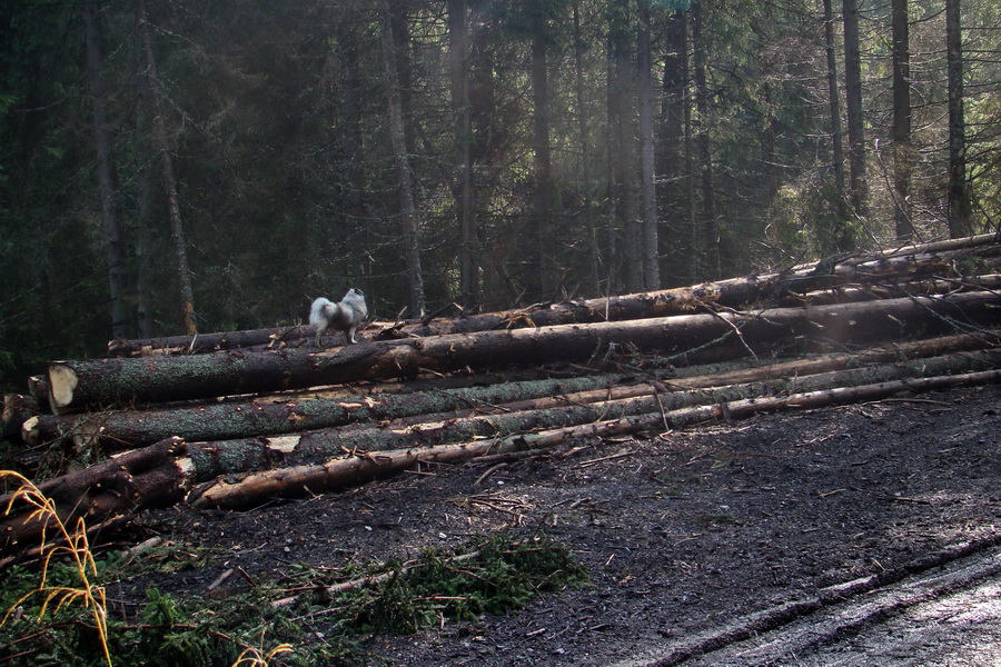 Ďumbier z Jánskej doliny (Nízke Tatry)