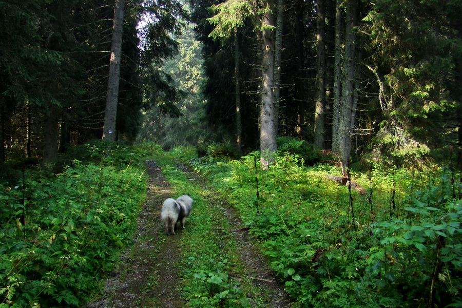 Ďumbier z Jánskej doliny (Nízke Tatry)