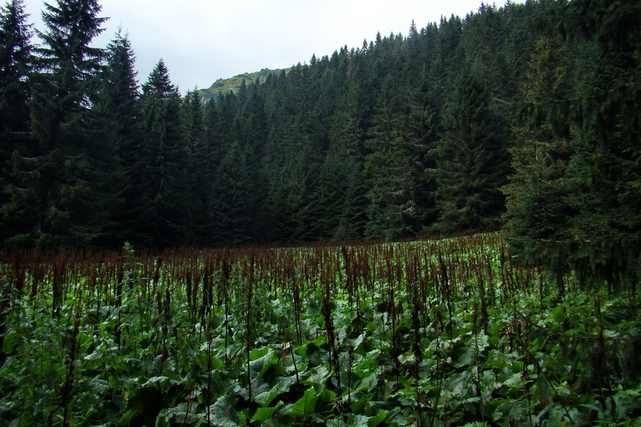 Ďumbier z Jánskej doliny (Nízke Tatry)