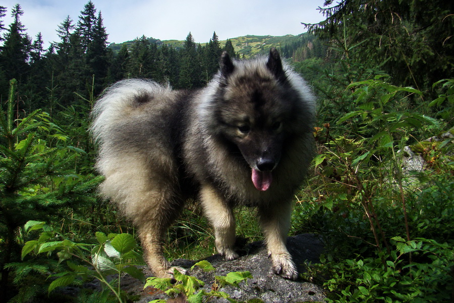 Ďumbier z Jánskej doliny (Nízke Tatry)