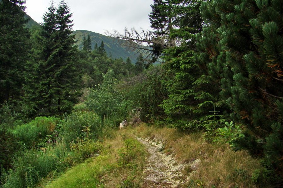 Ďumbier z Jánskej doliny (Nízke Tatry)