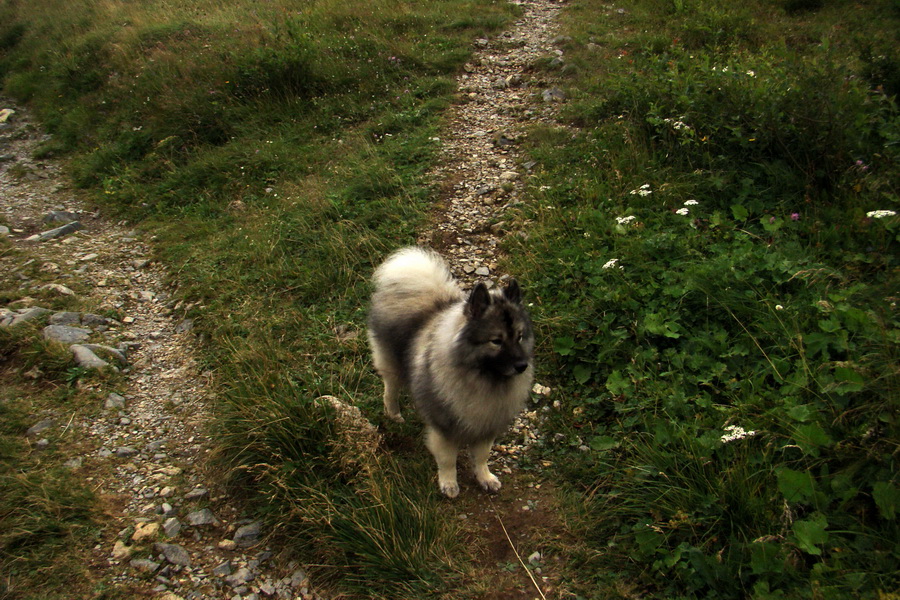 Ďumbier z Jánskej doliny (Nízke Tatry)