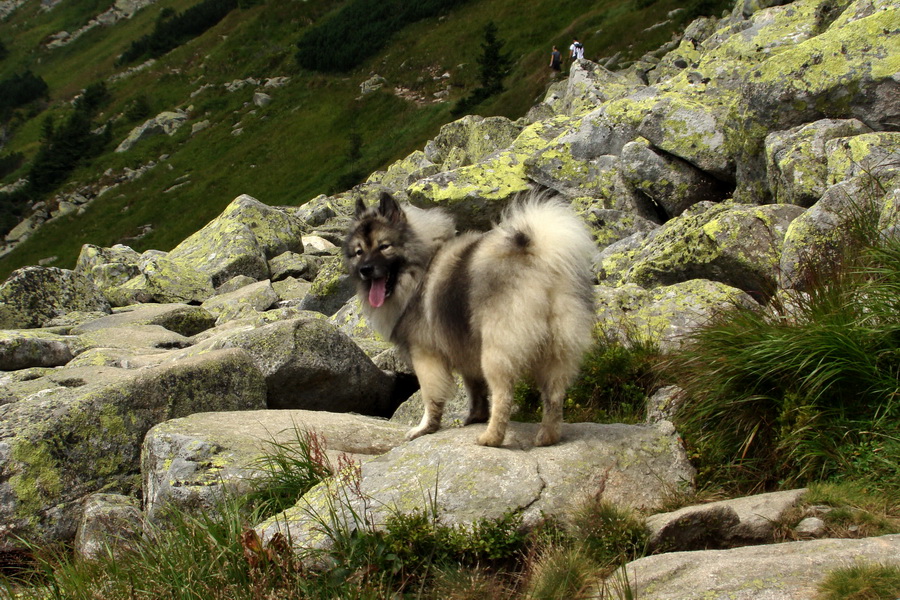 Ďumbier z Jánskej doliny (Nízke Tatry)