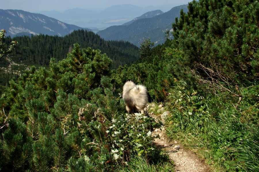 Ďumbier z Jánskej doliny (Nízke Tatry)