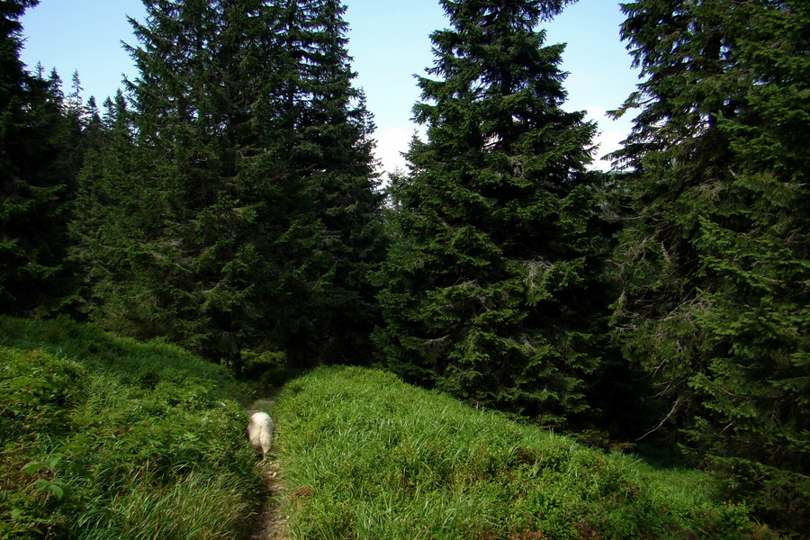 Ďumbier z Jánskej doliny (Nízke Tatry)