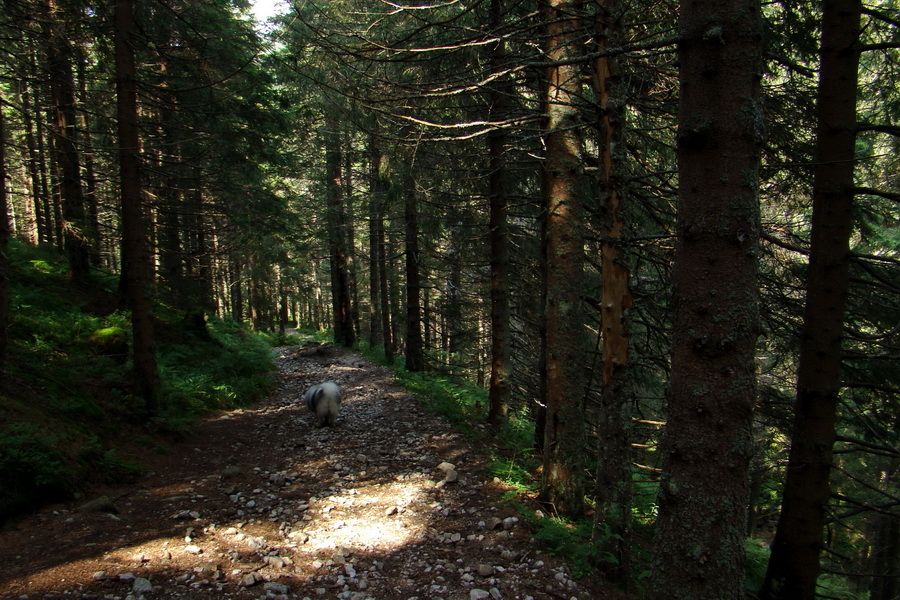 Ďumbier z Jánskej doliny (Nízke Tatry)