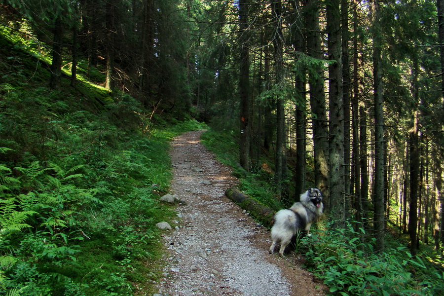 Ďumbier z Jánskej doliny (Nízke Tatry)