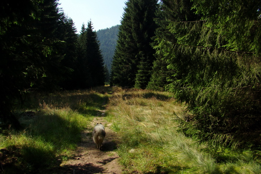 Ďumbier z Jánskej doliny (Nízke Tatry)