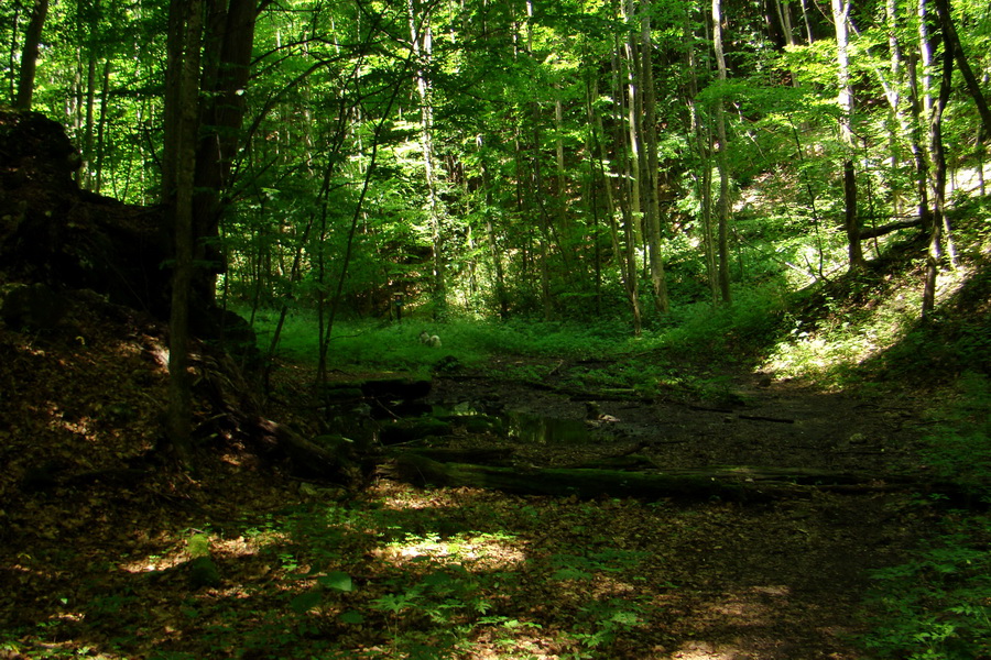 Fabova hoľa (s nocľahom) (Muránska planina)