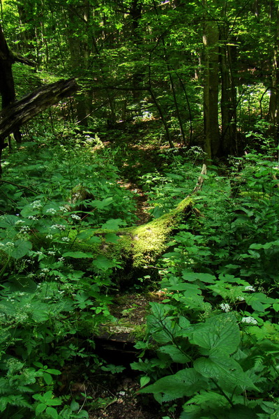 Fabova hoľa (s nocľahom) (Muránska planina)