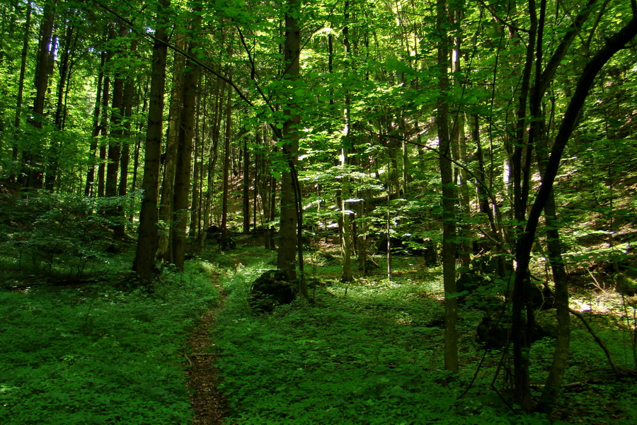 Fabova hoľa (s nocľahom) (Muránska planina)