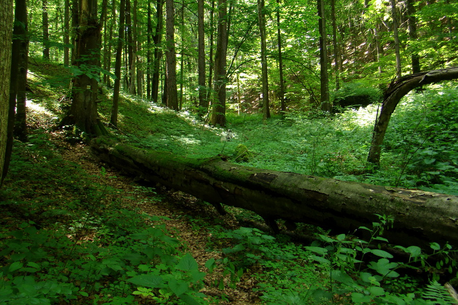 Fabova hoľa (s nocľahom) (Muránska planina)