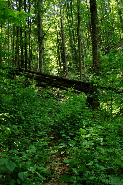 Fabova hoľa (s nocľahom) (Muránska planina)