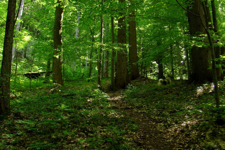 Fabova hoľa (s nocľahom) (Muránska planina)