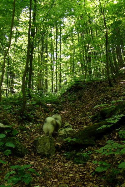 Fabova hoľa (s nocľahom) (Muránska planina)