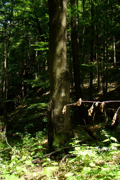 Fabova hoľa (s nocľahom) (Muránska planina)