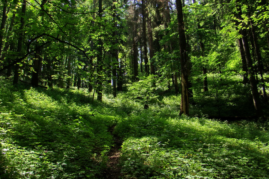 Fabova hoľa (s nocľahom) (Muránska planina)