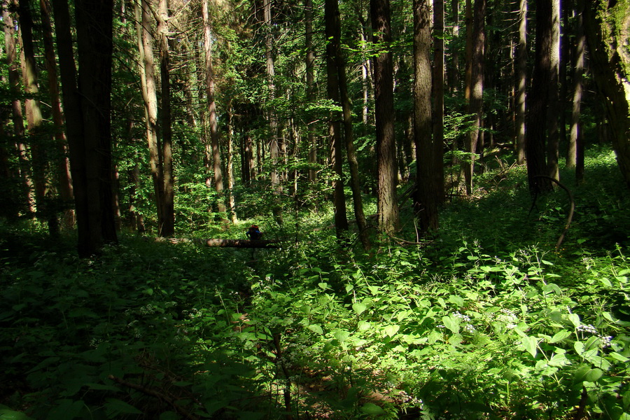 Fabova hoľa (s nocľahom) (Muránska planina)