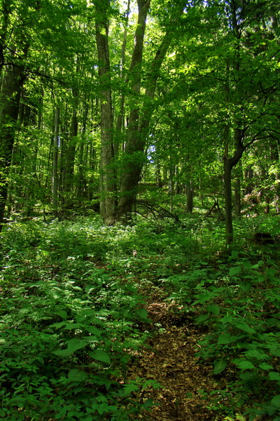 Fabova hoľa (s nocľahom) (Muránska planina)