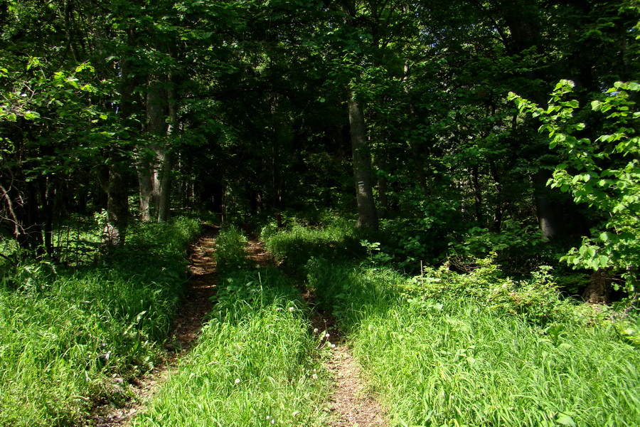 Fabova hoľa (s nocľahom) (Muránska planina)