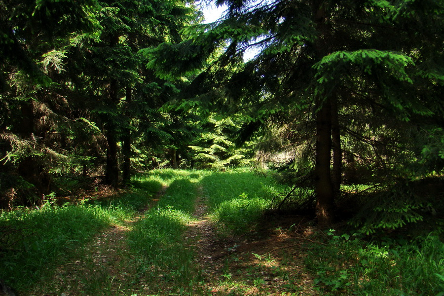 Fabova hoľa (s nocľahom) (Muránska planina)