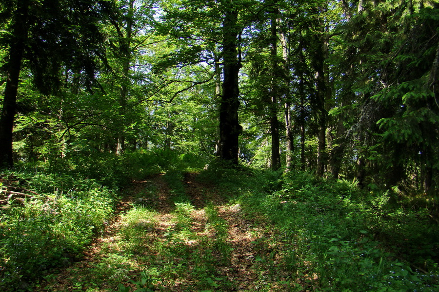 Fabova hoľa (s nocľahom) (Muránska planina)