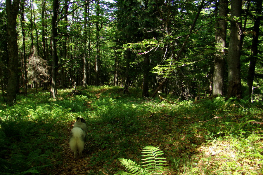 Fabova hoľa (s nocľahom) (Muránska planina)