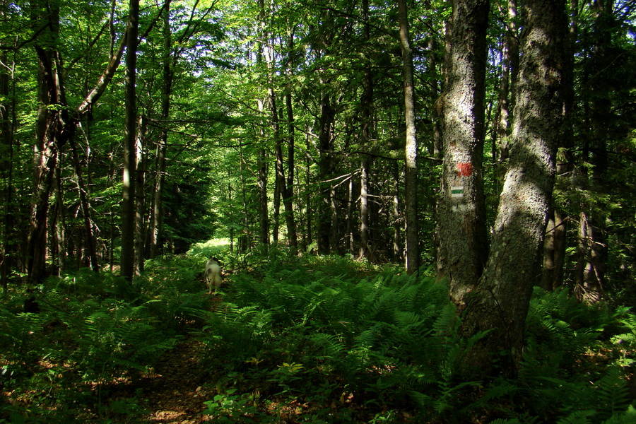 Fabova hoľa (s nocľahom) (Muránska planina)