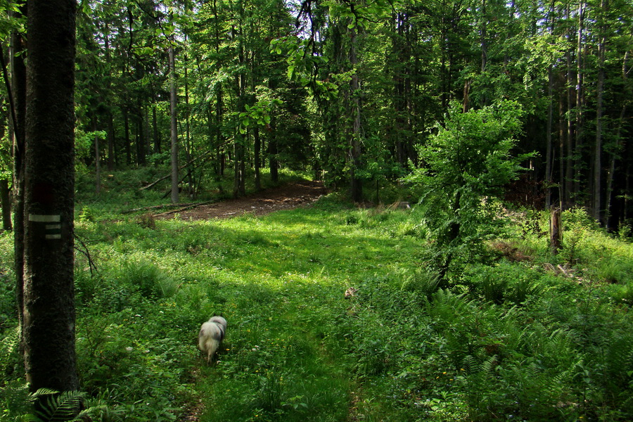 Fabova hoľa (s nocľahom) (Muránska planina)