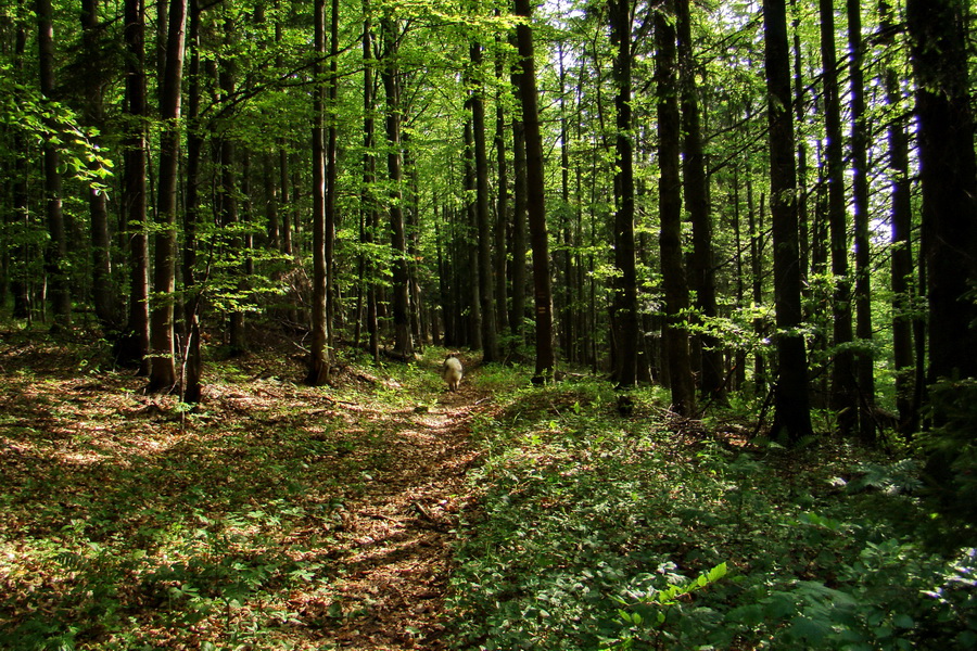 Fabova hoľa (s nocľahom) (Muránska planina)