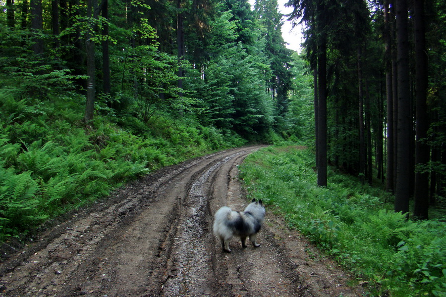 Fabova hoľa (s nocľahom) (Muránska planina)