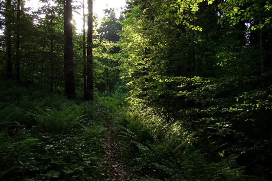 Fabova hoľa (s nocľahom) (Muránska planina)