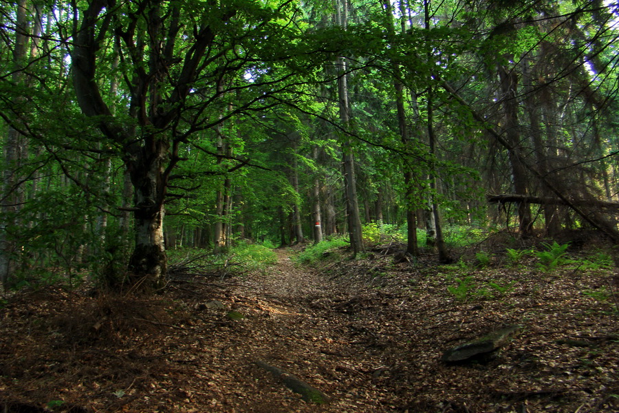 Fabova hoľa (s nocľahom) (Muránska planina)