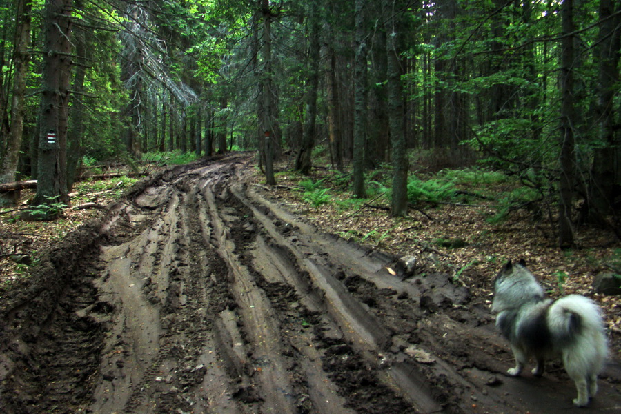 Fabova hoľa (s nocľahom) (Muránska planina)