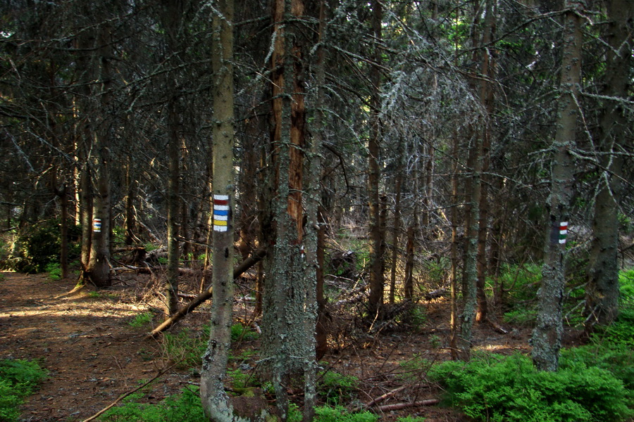 Fabova hoľa (s nocľahom) (Muránska planina)