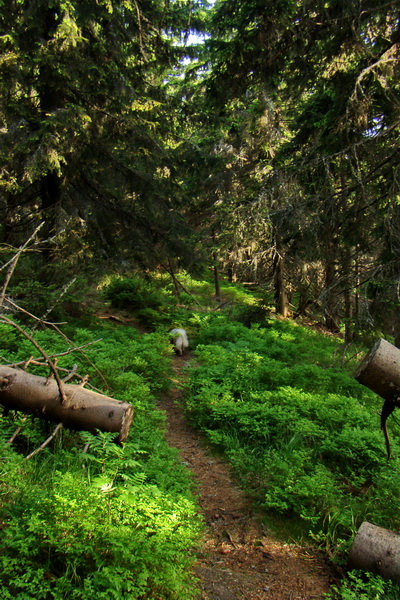 Fabova hoľa (s nocľahom) (Muránska planina)