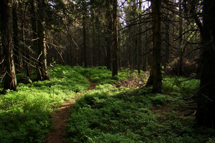 Fabova hoľa (s nocľahom) (Muránska planina)