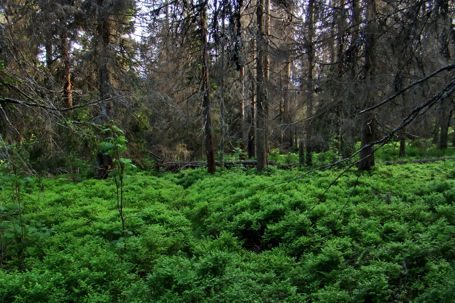 Fabova hoľa (s nocľahom) (Muránska planina)